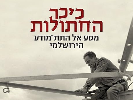 כיכר החתולות